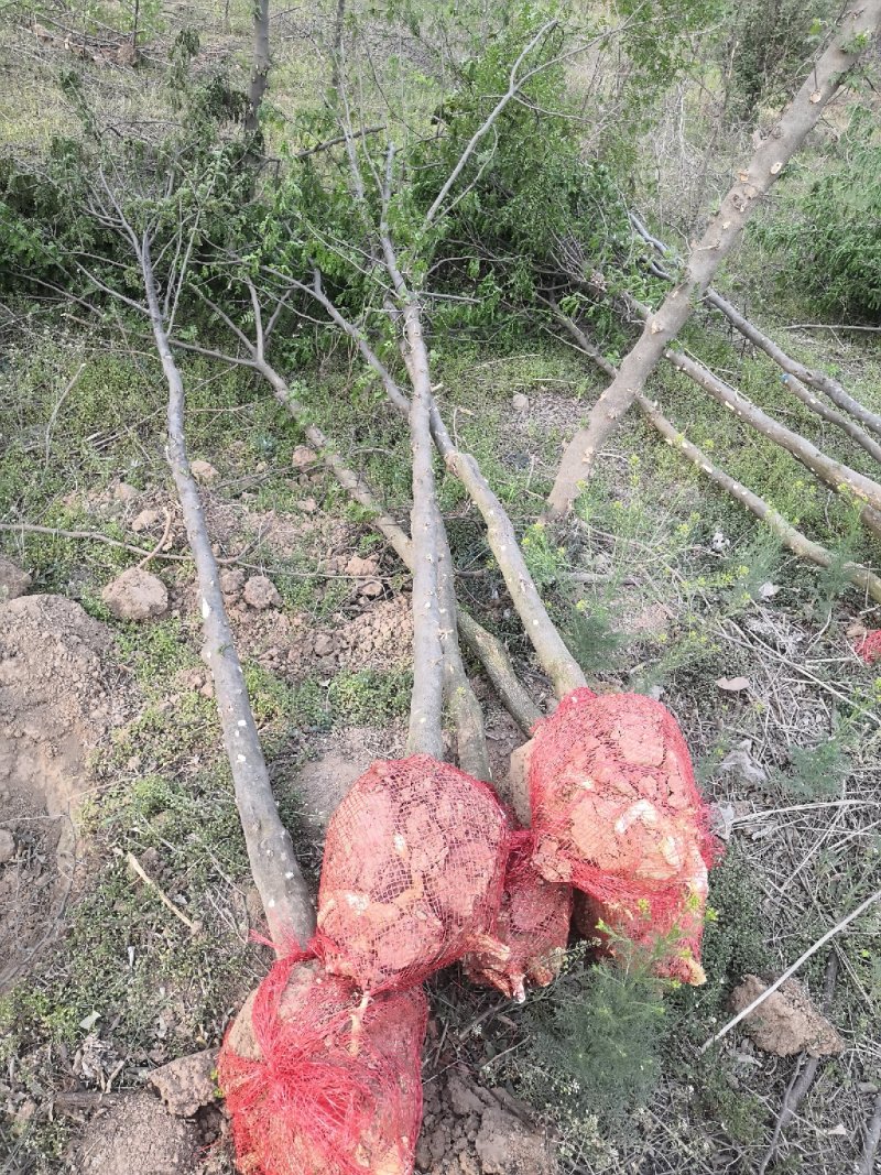 皂角树