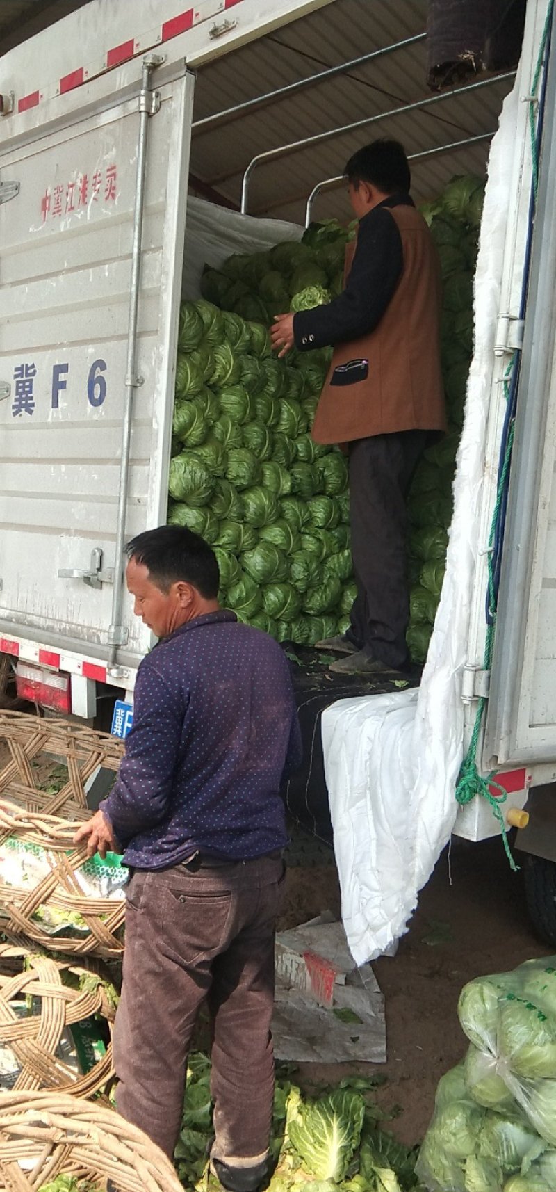 中甘56甘蓝我处量大质优，一手货源，实力代办，代发全国