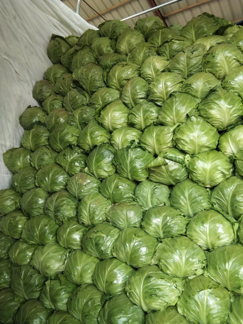 中甘56甘蓝我处量大质优，一手货源，实力代办，代发全国