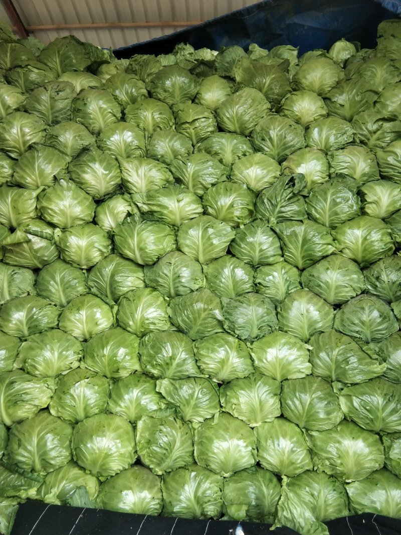 中甘56甘蓝我处量大质优，一手货源，实力代办，代发全国