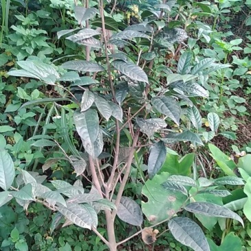 金花茶树苗防城金花茶树防普金花茶树苗