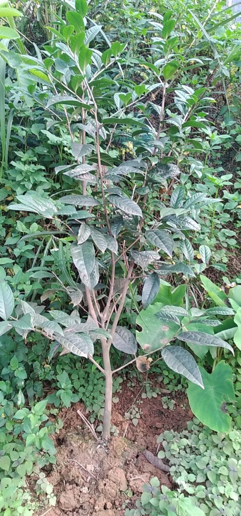 金花茶树苗防城金花茶树防普金花茶树苗