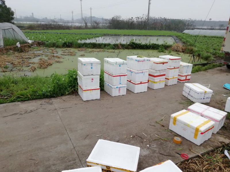 浙茭6号双季茭白苗