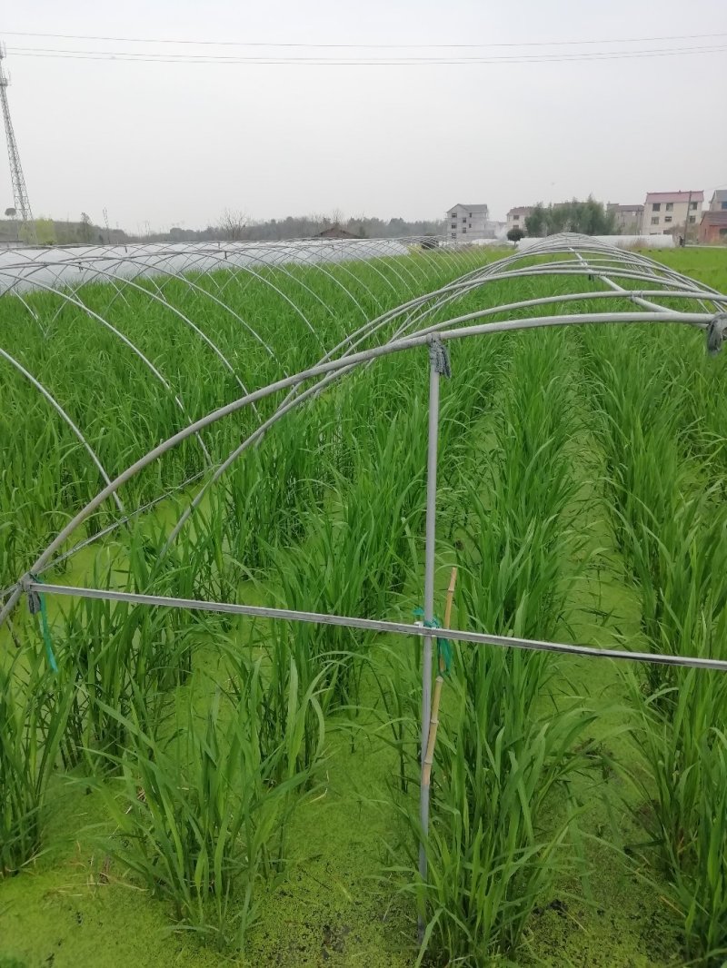 浙茭6号双季茭白苗