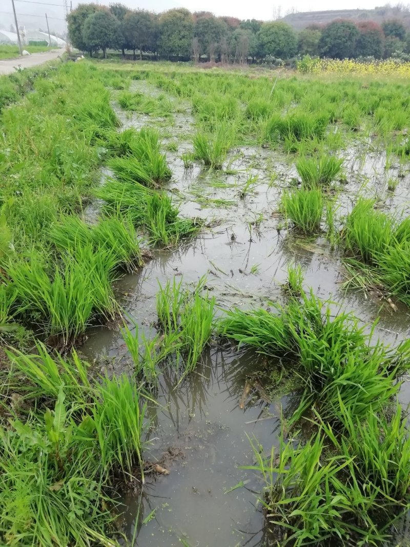 浙茭6号双季茭白苗