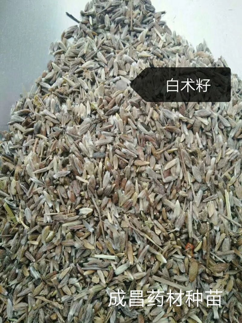 白术白术，白术