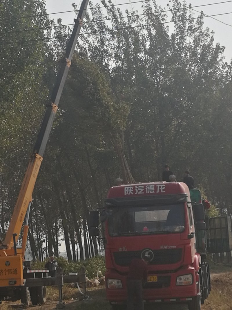 7公分银杏树正在装车，需要银杏树的朋友请联系我