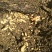 海拔1700米0代乌红杂交天麻种子量大从优