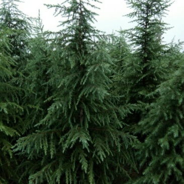 雪松松树松树苗可视频看货产地直销一条龙服务