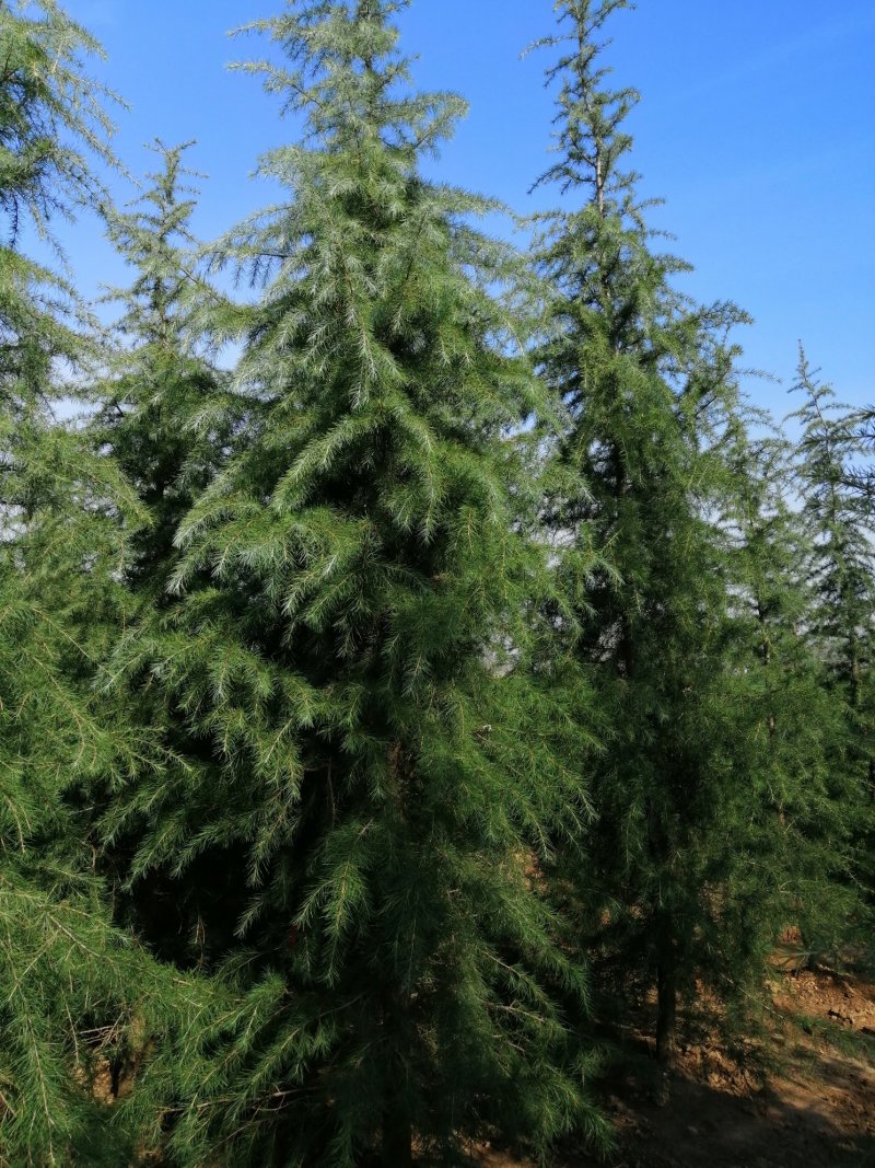 雪松松树松树苗可视频看货产地直销一条龙服务