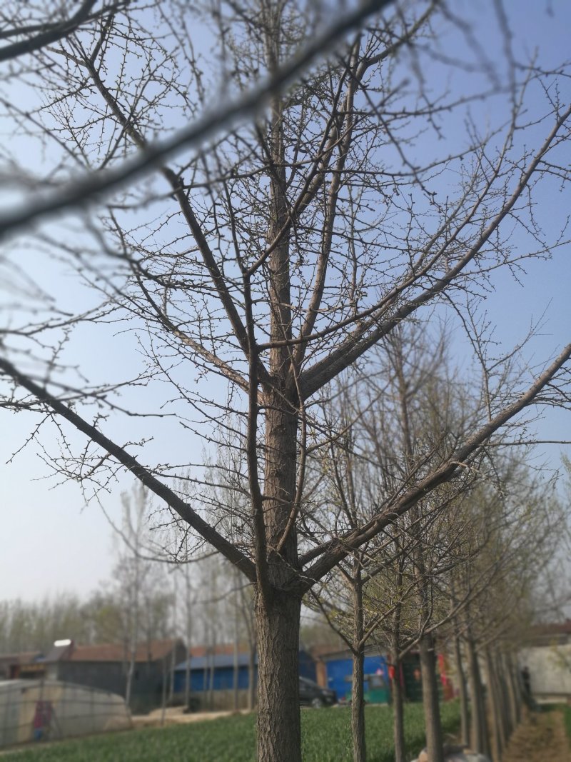 大量出售银杏树