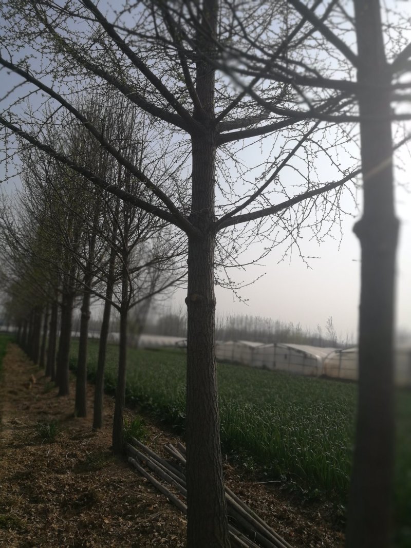 大量出售银杏树