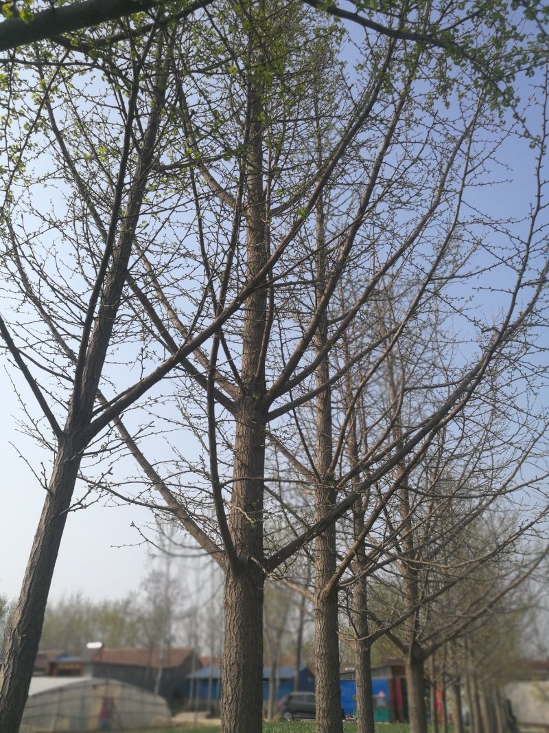 大量出售银杏树