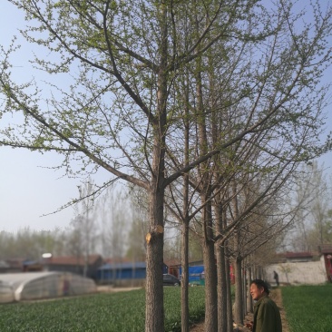 大量出售银杏树