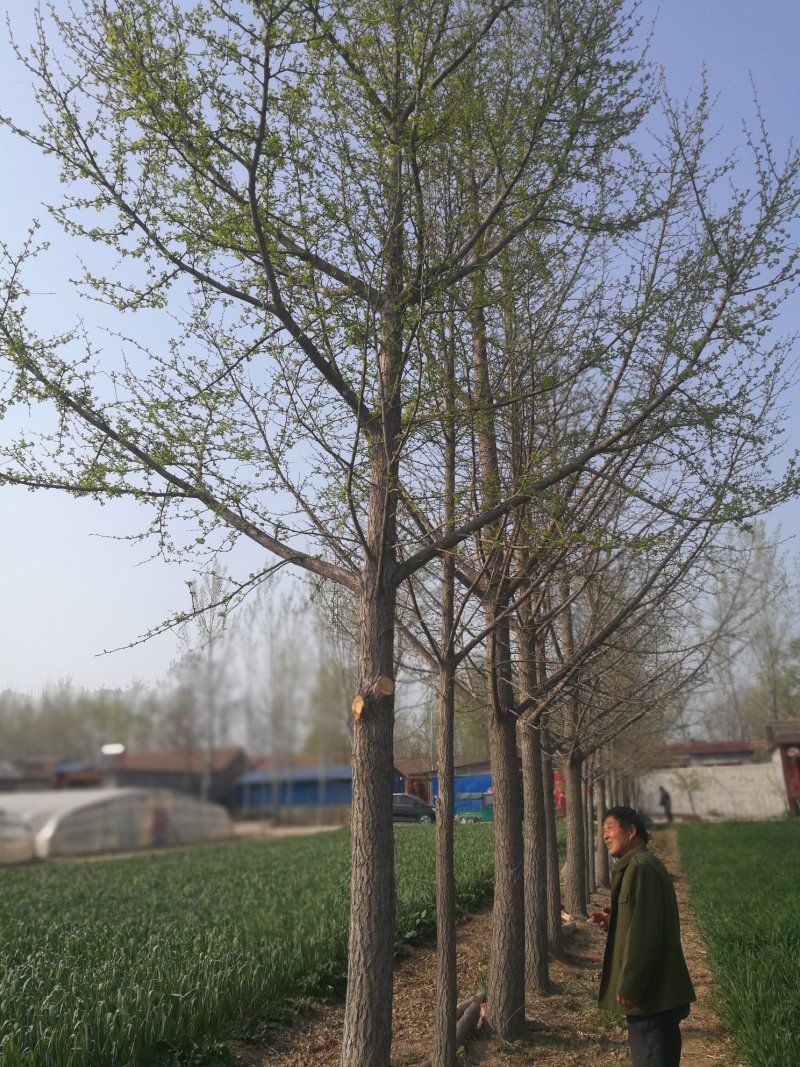 大量出售银杏树