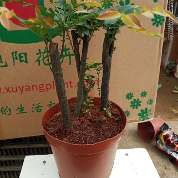 盆景紫檀
