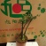 盆景紫檀