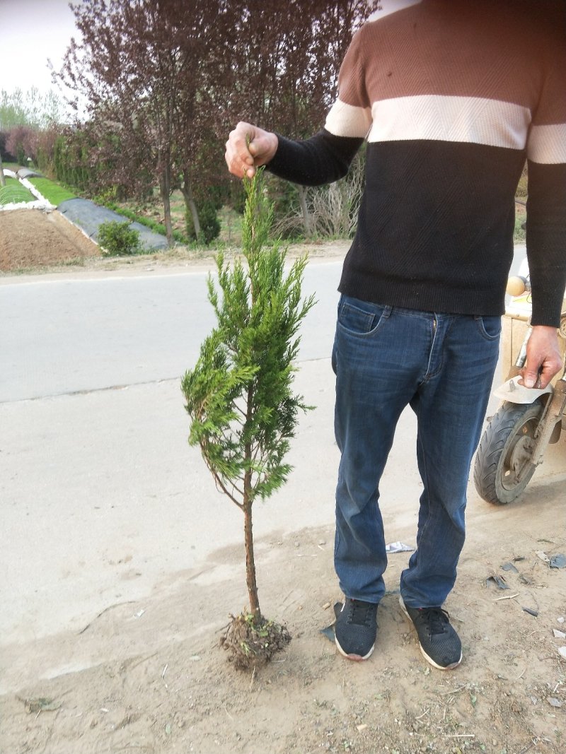 大量供应杆高50蜀桧，塔柏，宝塔松，，以及各种绿化苗木，