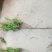 大量供应杆高50蜀桧，塔柏，宝塔松，，以及各种绿化苗木，