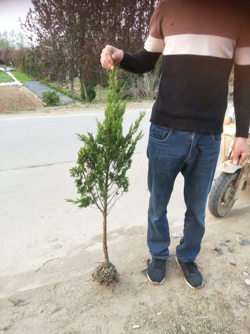 大量供应杆高50蜀桧，塔柏，宝塔松，，以及各种绿化苗木，
