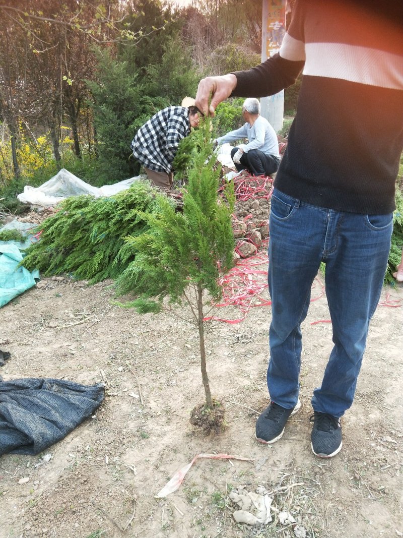 大量供应杆高50蜀桧，塔柏，宝塔松，，以及各种绿化苗木，