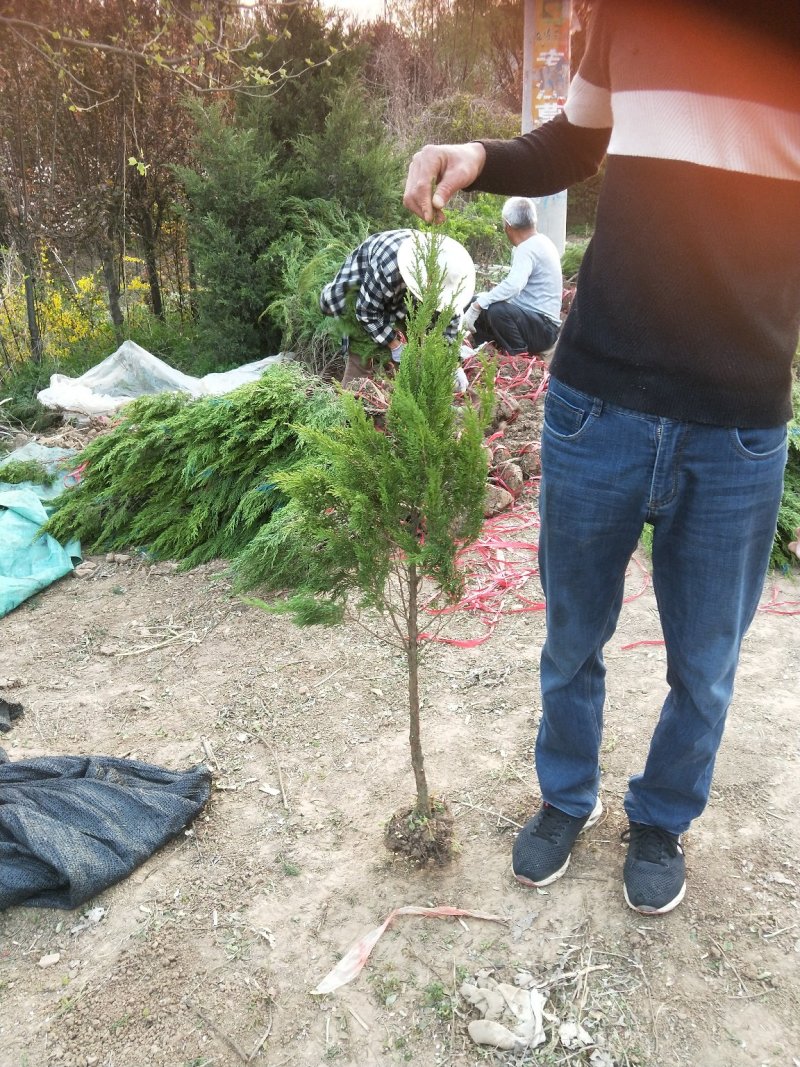 大量供应杆高50蜀桧，塔柏，宝塔松，，以及各种绿化苗木，