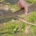 紫薇树