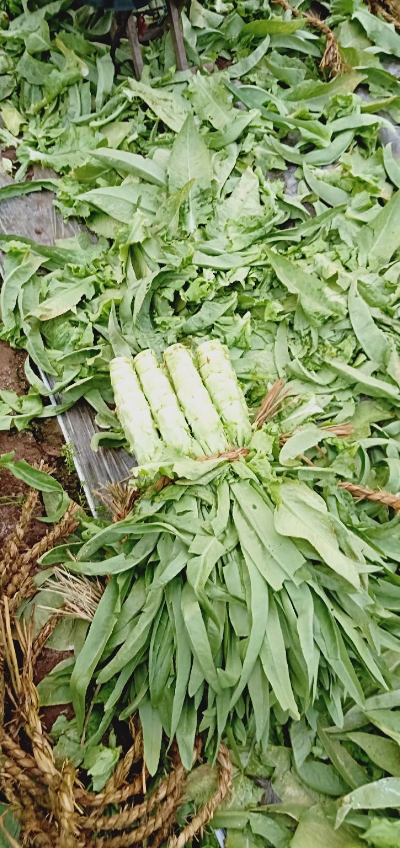 莴笋大量上市，欢迎老板前来采购