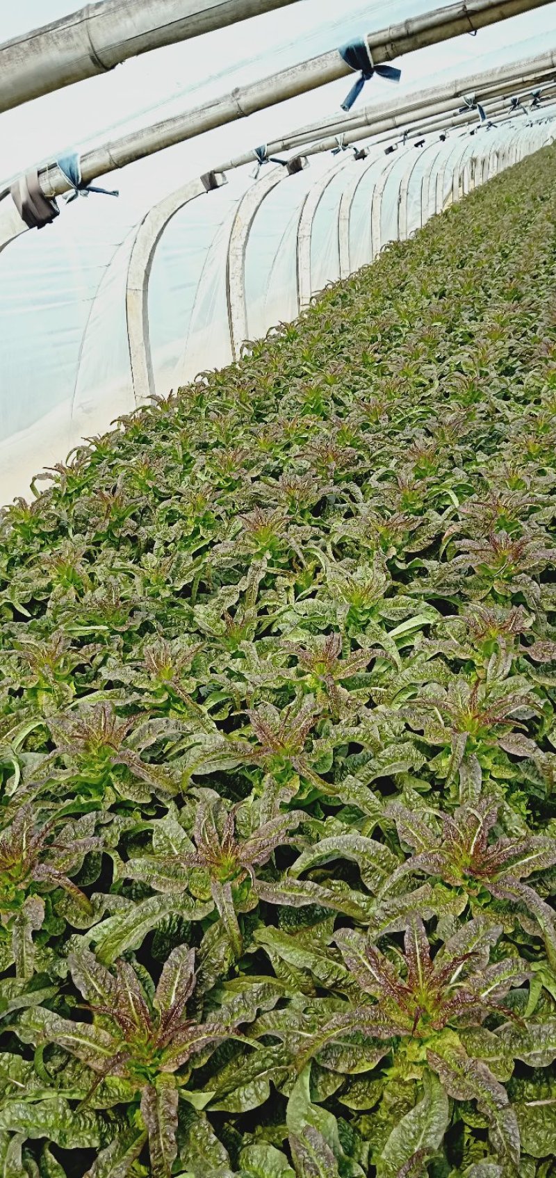 莴笋大量上市，欢迎老板前来采购