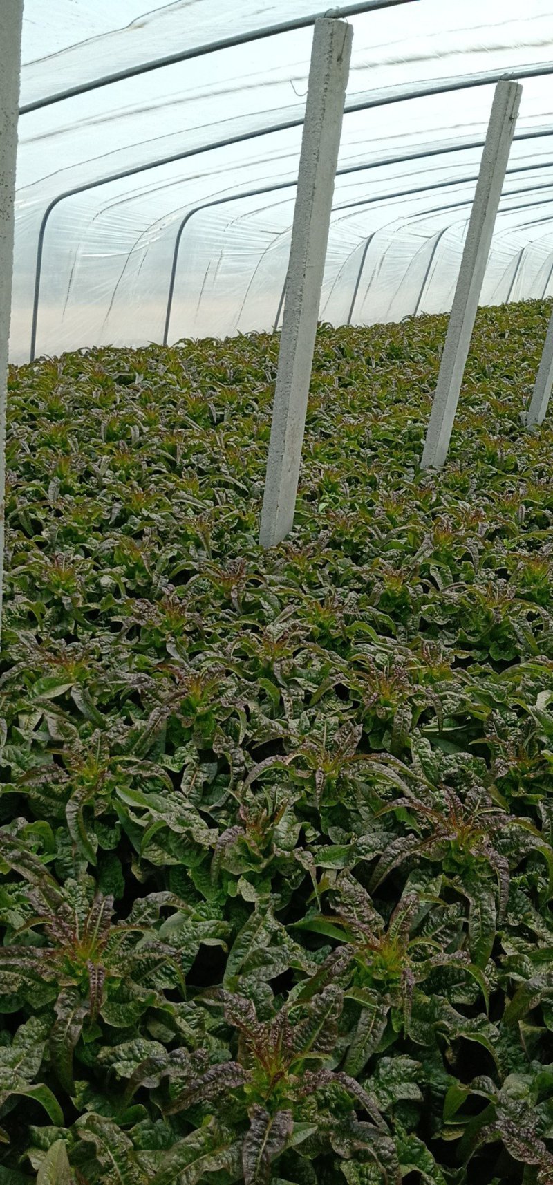 莴笋大量上市，欢迎老板前来采购