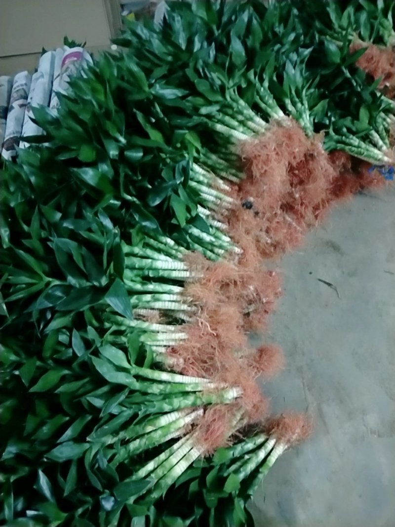 海口基地观音竹，【莲花竹】批发花瓶批发（泰博）