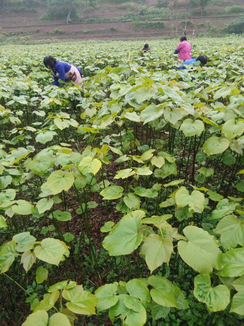 油桐树苗政府采购，买油桐苗请选择重庆俊尧专业油桐培育公司
