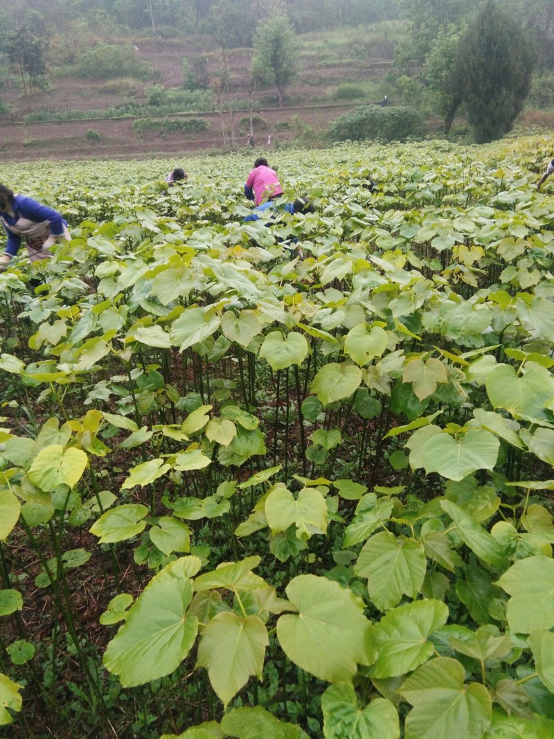 油桐树苗政府采购，买油桐苗请选择重庆俊尧专业油桐培育公司