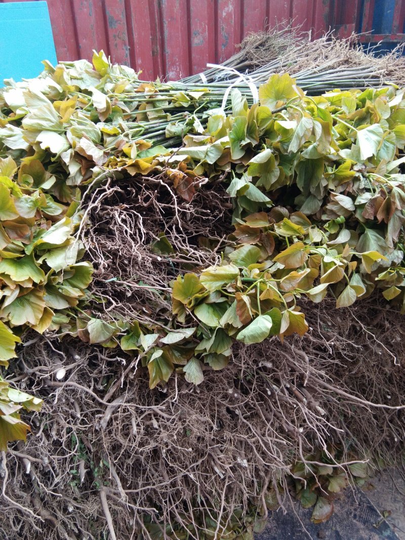 油桐树苗政府采购，买油桐苗请选择重庆俊尧专业油桐培育公司