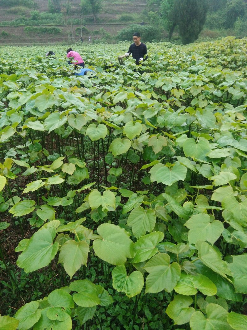 油桐树苗政府采购，买油桐苗请选择重庆俊尧专业油桐培育公司