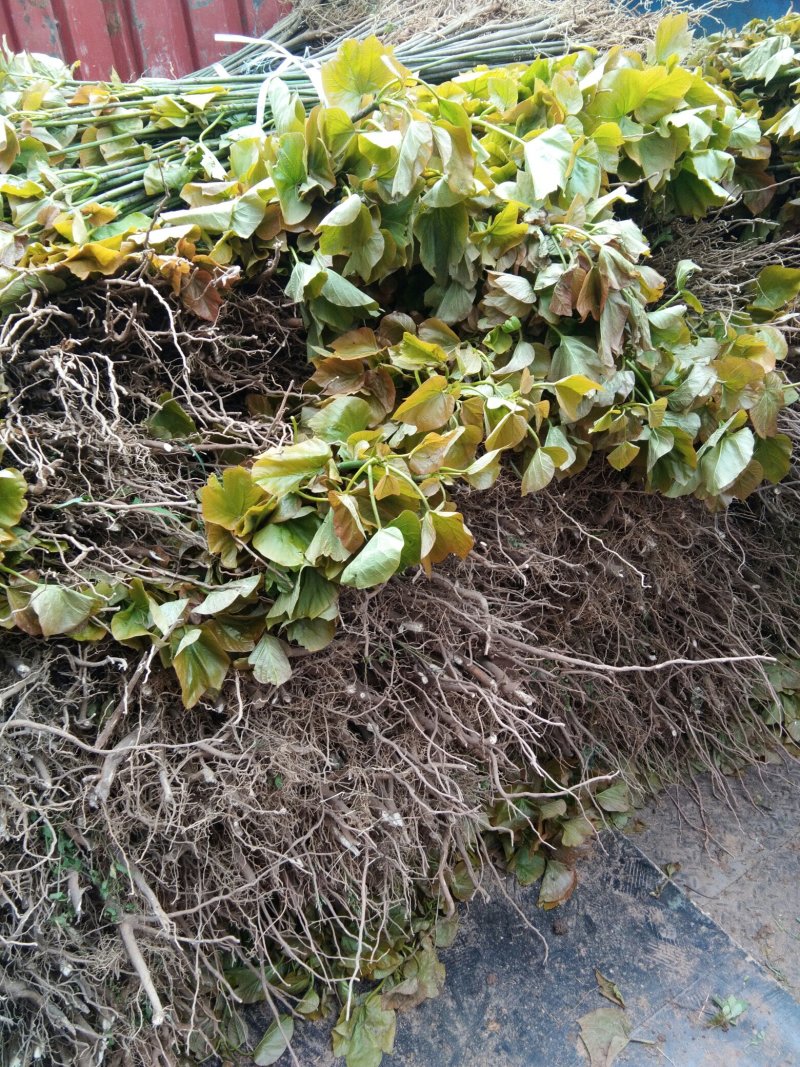 油桐树苗政府采购，买油桐苗请选择重庆俊尧专业油桐培育公司