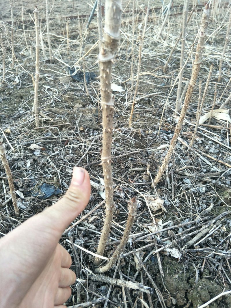 刺嫩芽一年苗二年苗占地苗成活率高产量高抗寒耐热