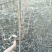 刺嫩芽一年苗二年苗占地苗成活率高产量高抗寒耐热