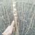 刺嫩芽一年苗二年苗占地苗成活率高产量高抗寒耐热