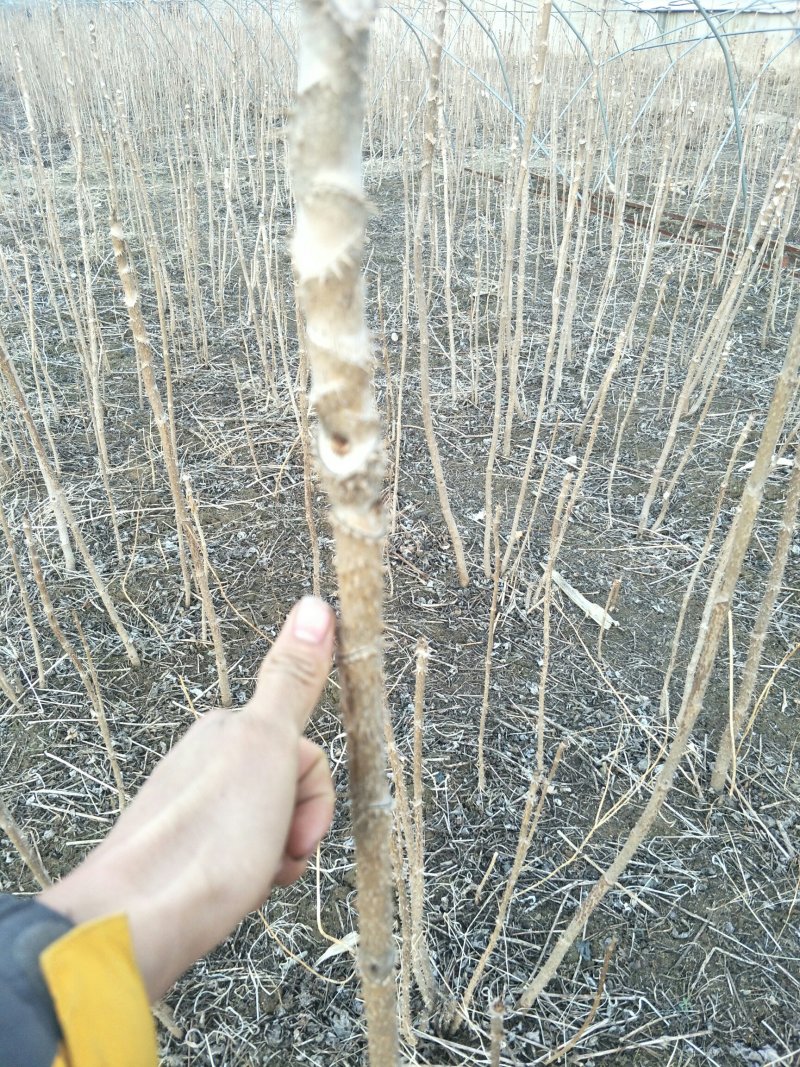 刺嫩芽一年苗二年苗占地苗成活率高产量高抗寒耐热