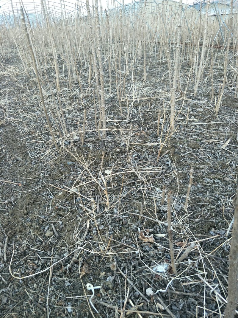 刺嫩芽一年苗二年苗占地苗成活率高产量高抗寒耐热