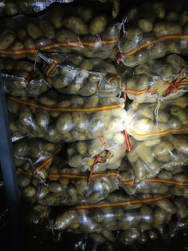 供应大量山东冷库箱装袋装土豆V7荷兰希森6欢迎洽谈