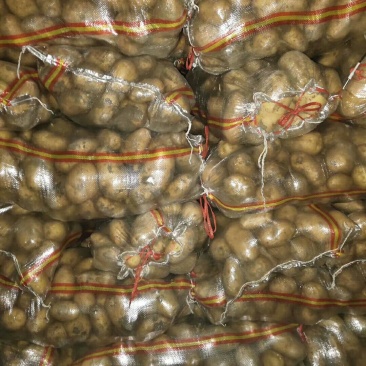 供应大量山东冷库箱装袋装土豆V7荷兰希森6欢迎洽谈