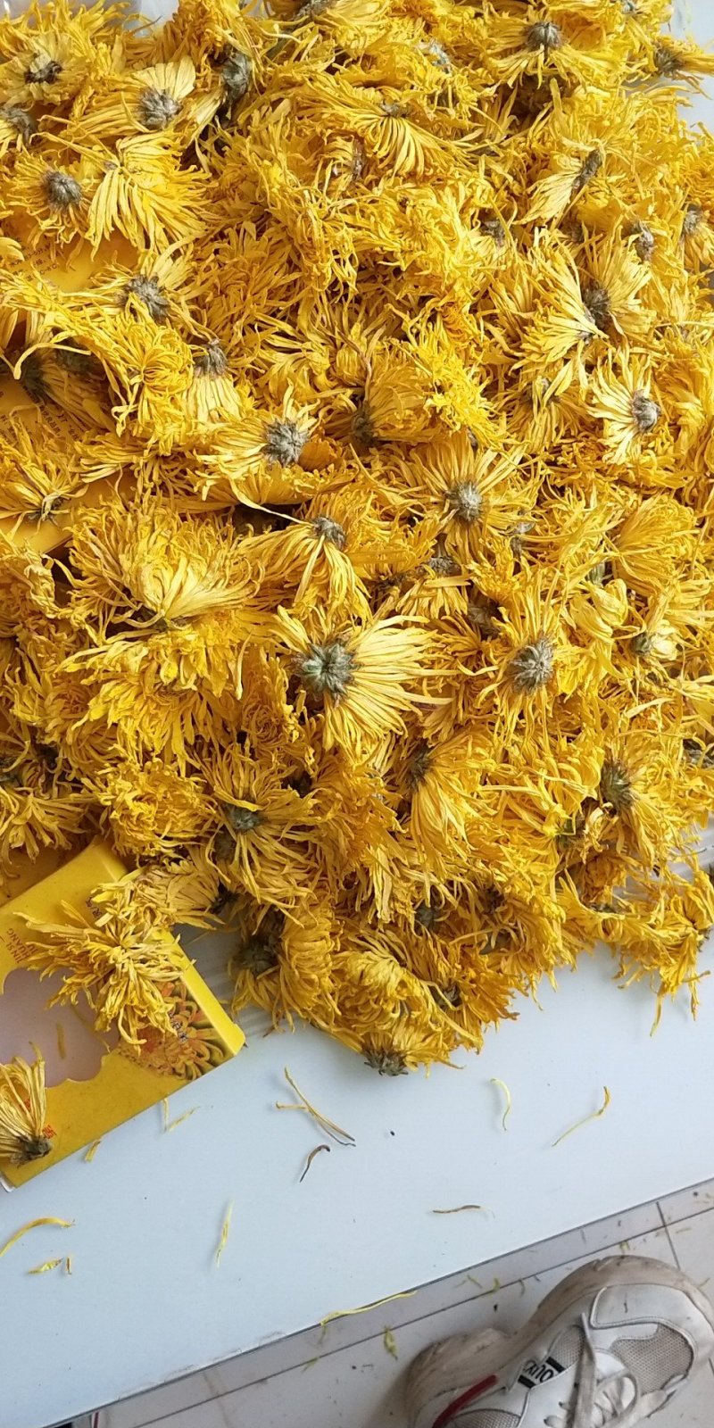 皇菊