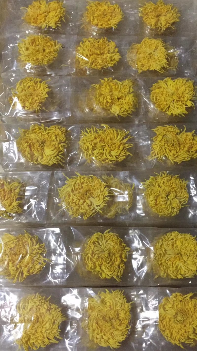 皇菊