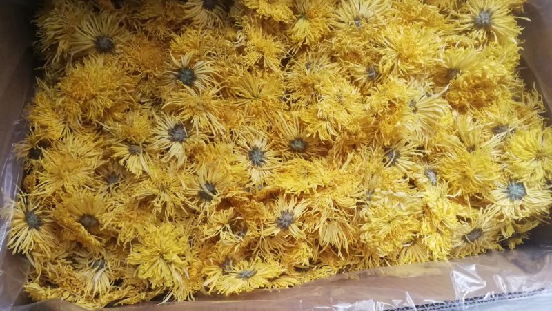 皇菊