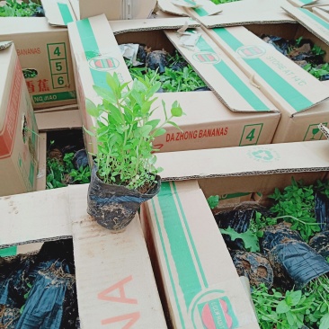 精品千屈菜苗大量上市，基地直销直发欢迎各位老板实地考察
