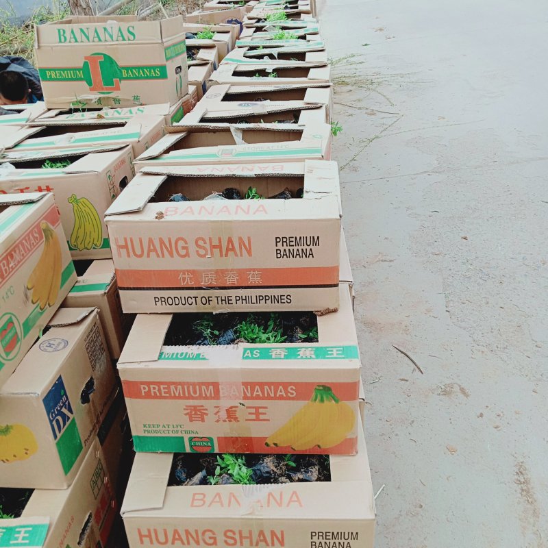 精品千屈菜苗大量上市，基地直销直发欢迎各位老板实地考察