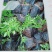 精品千屈菜苗大量上市，基地直销直发欢迎各位老板实地考察