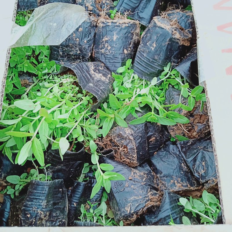 精品千屈菜苗大量上市，基地直销直发欢迎各位老板实地考察